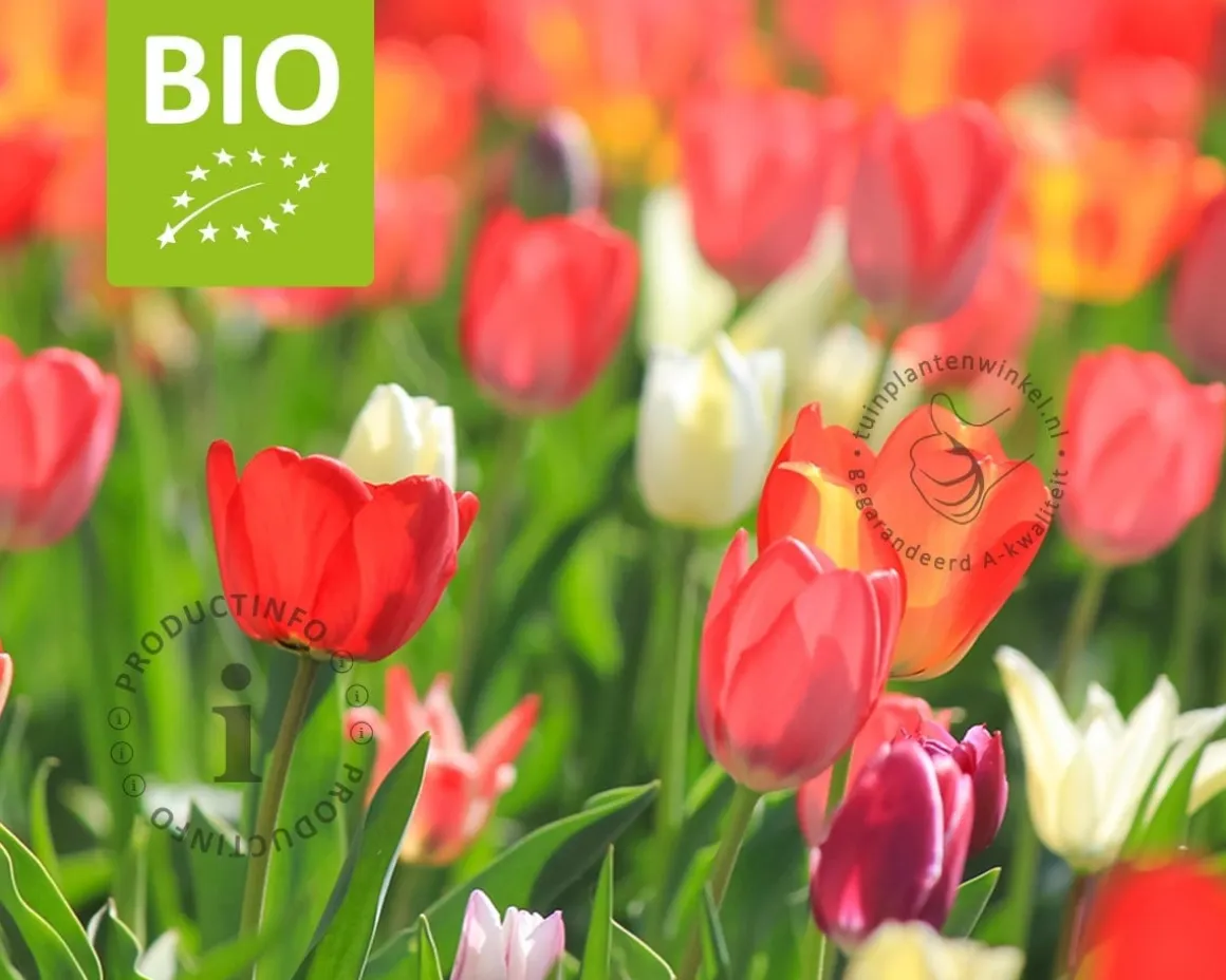 Tulipa Pink Mix - BIO