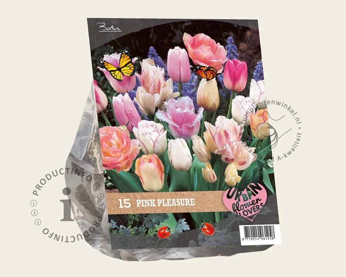 Tulipa Pink Pleasure
