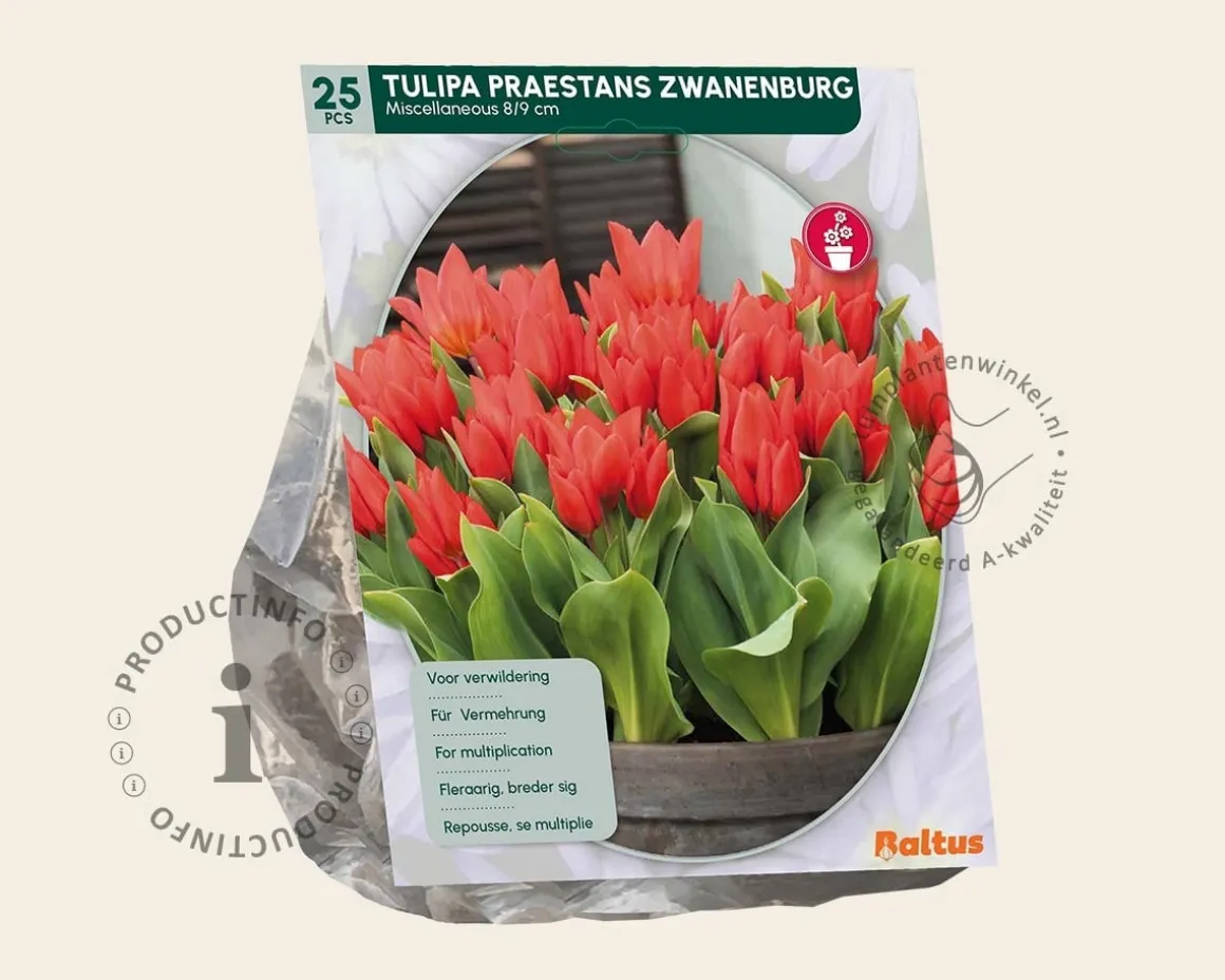 Tulipa praestans 'Zwanenburg'
