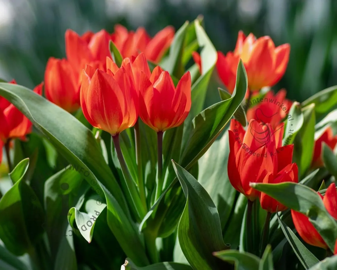 Tulipa praestans 'Zwanenburg'