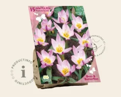 Tulipa Pulchella Humilis