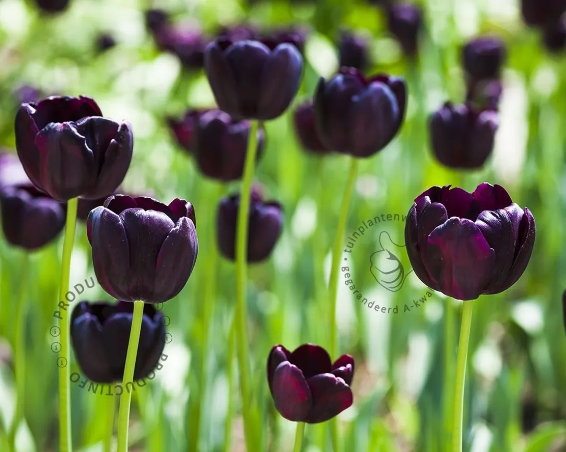 Tulipa 'Queen of Night'