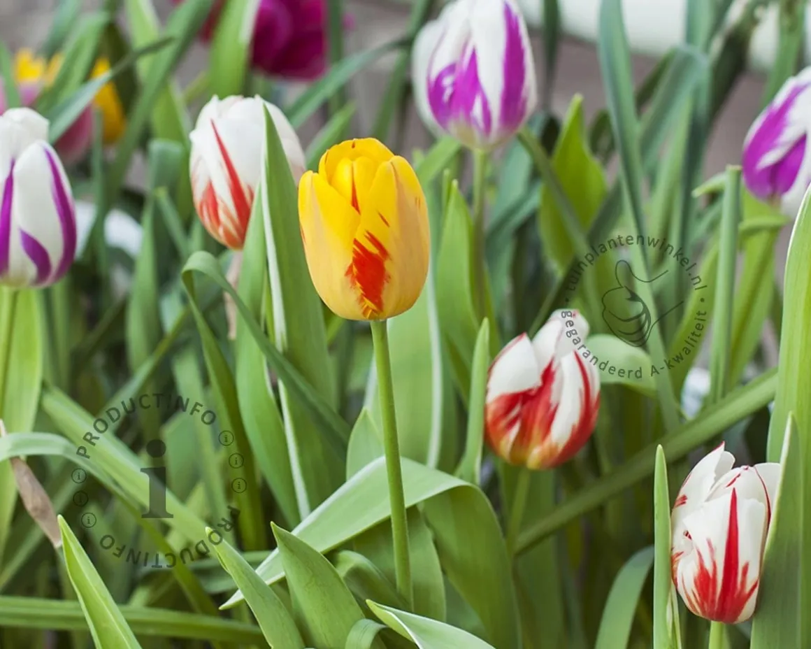Tulipa Rembrandt Mix