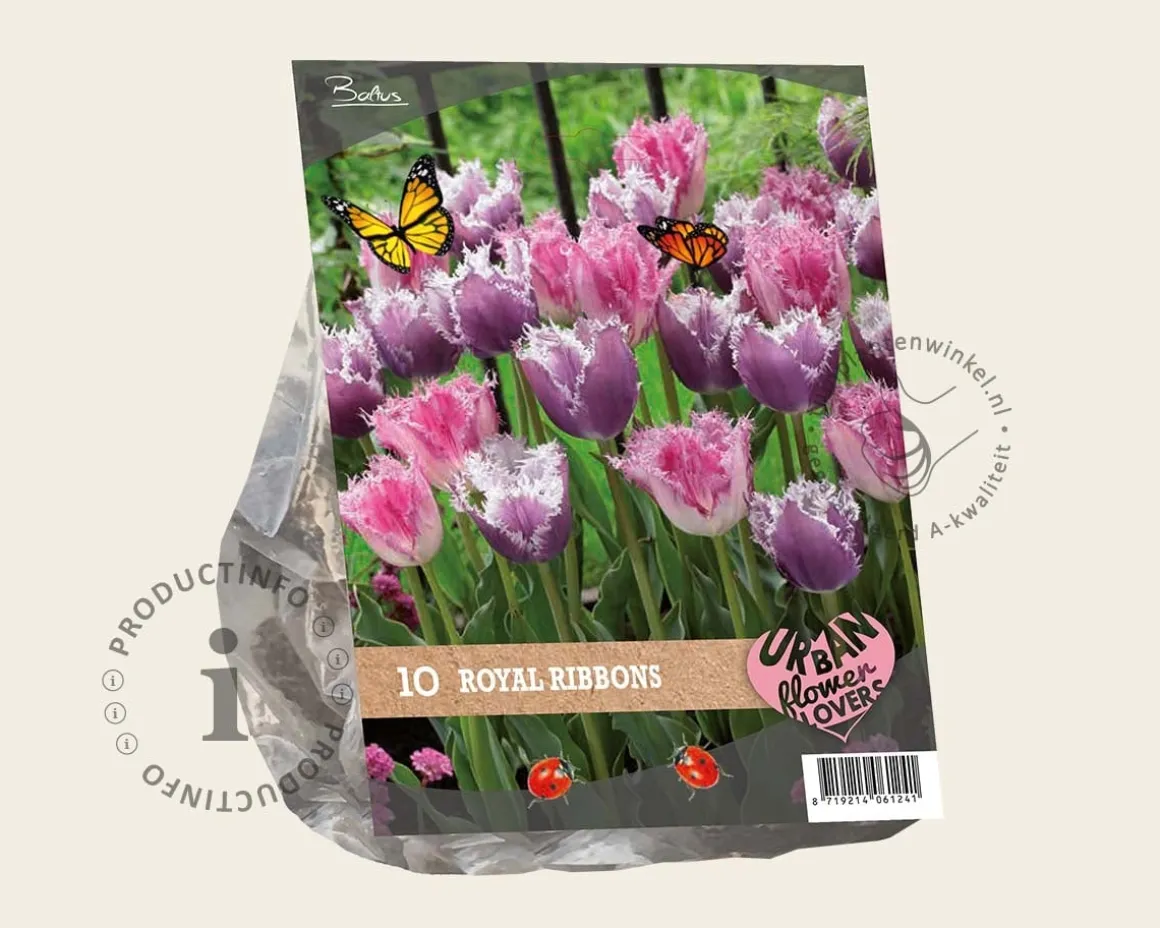 Tulipa Royal Ribbons