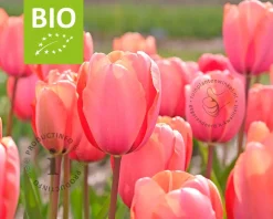 Tulipa 'Salmon Impression' - BIO