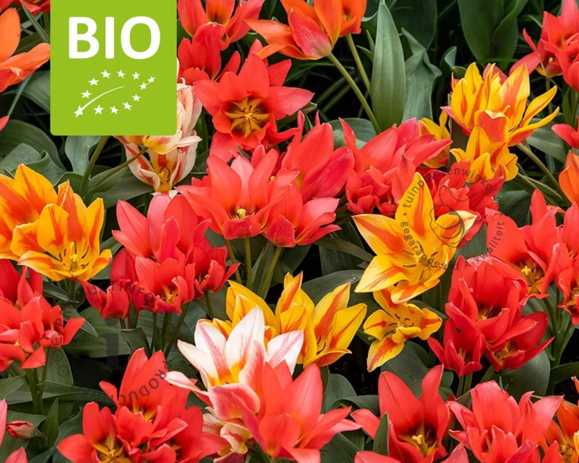 Tulipa Specie Mix - BIO