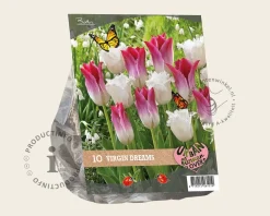 Tulipa Virgin Dreams