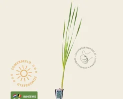Typha latifolia
