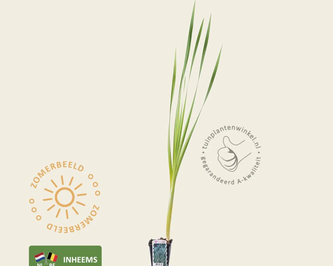 Typha latifolia