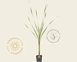 Typha latifolia 'Variegata'
