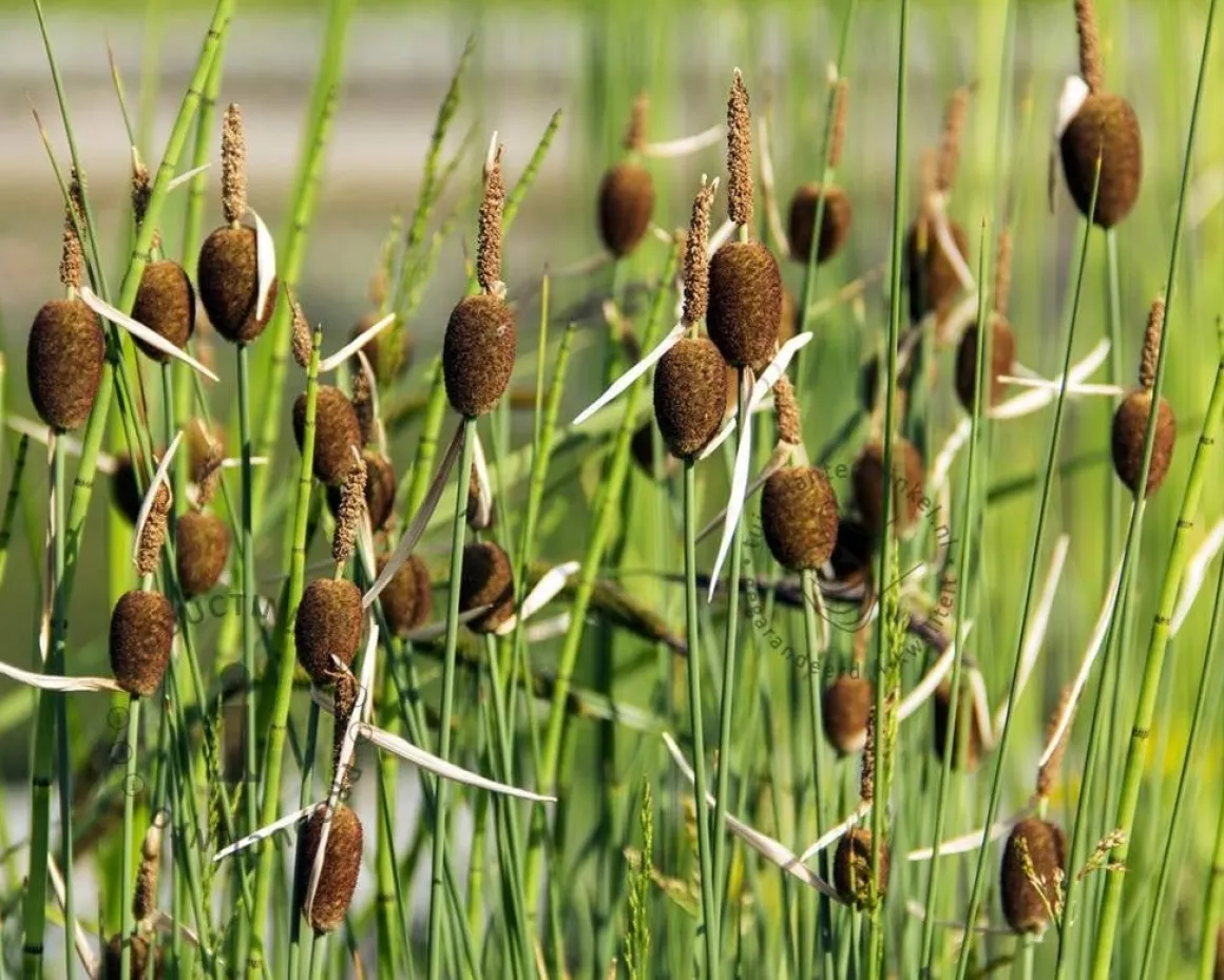 Typha minima