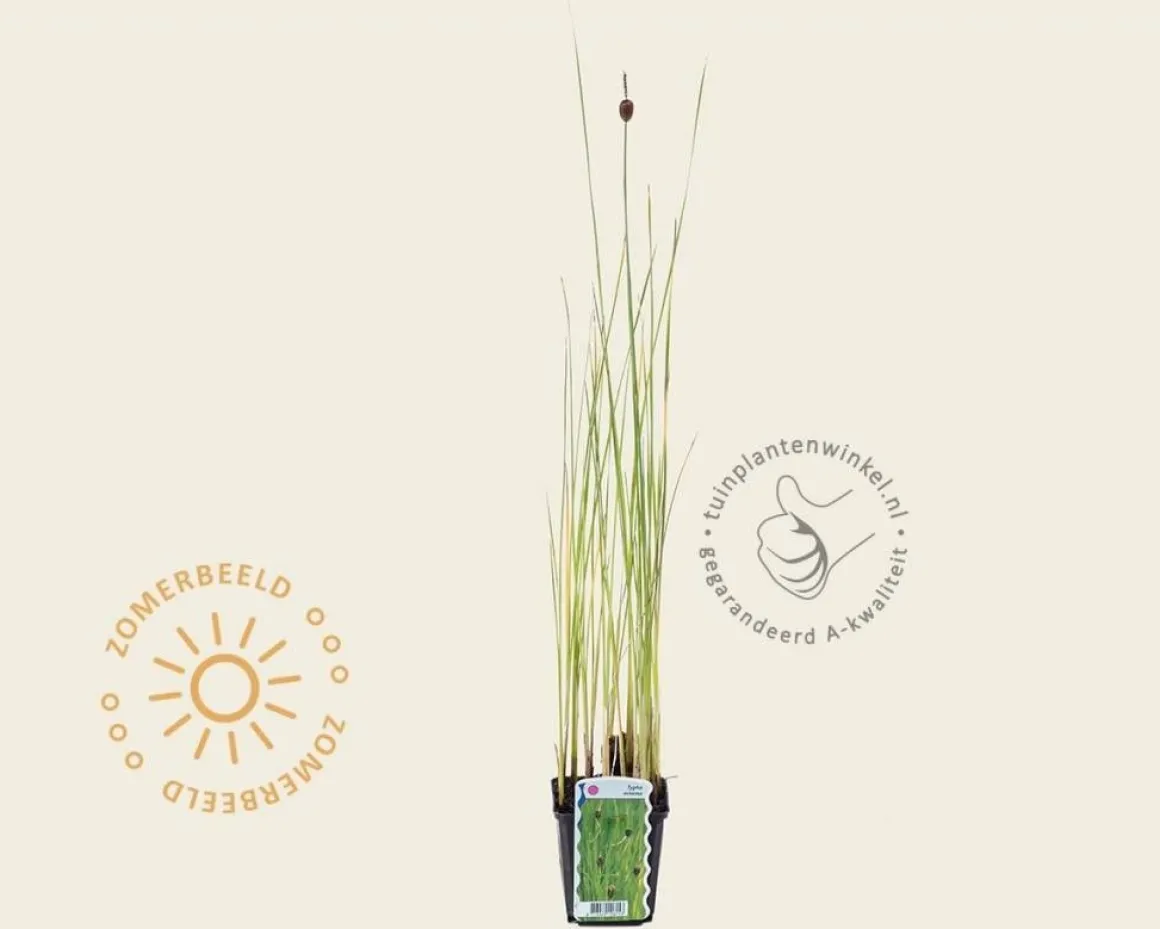 Typha minima