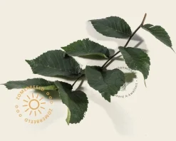Ulmus 'Camperdownii' - 225 cm stam