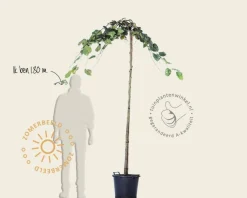 Ulmus 'Camperdownii' - 225 cm stam