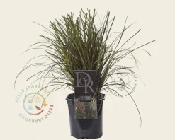 Uncinia rubra