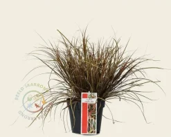 Uncinia rubra 'Everflame'