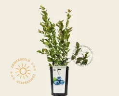 Vaccinium corymbosum 'Bluegold'