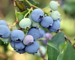 Vaccinium corymbosum 'Bluegold'