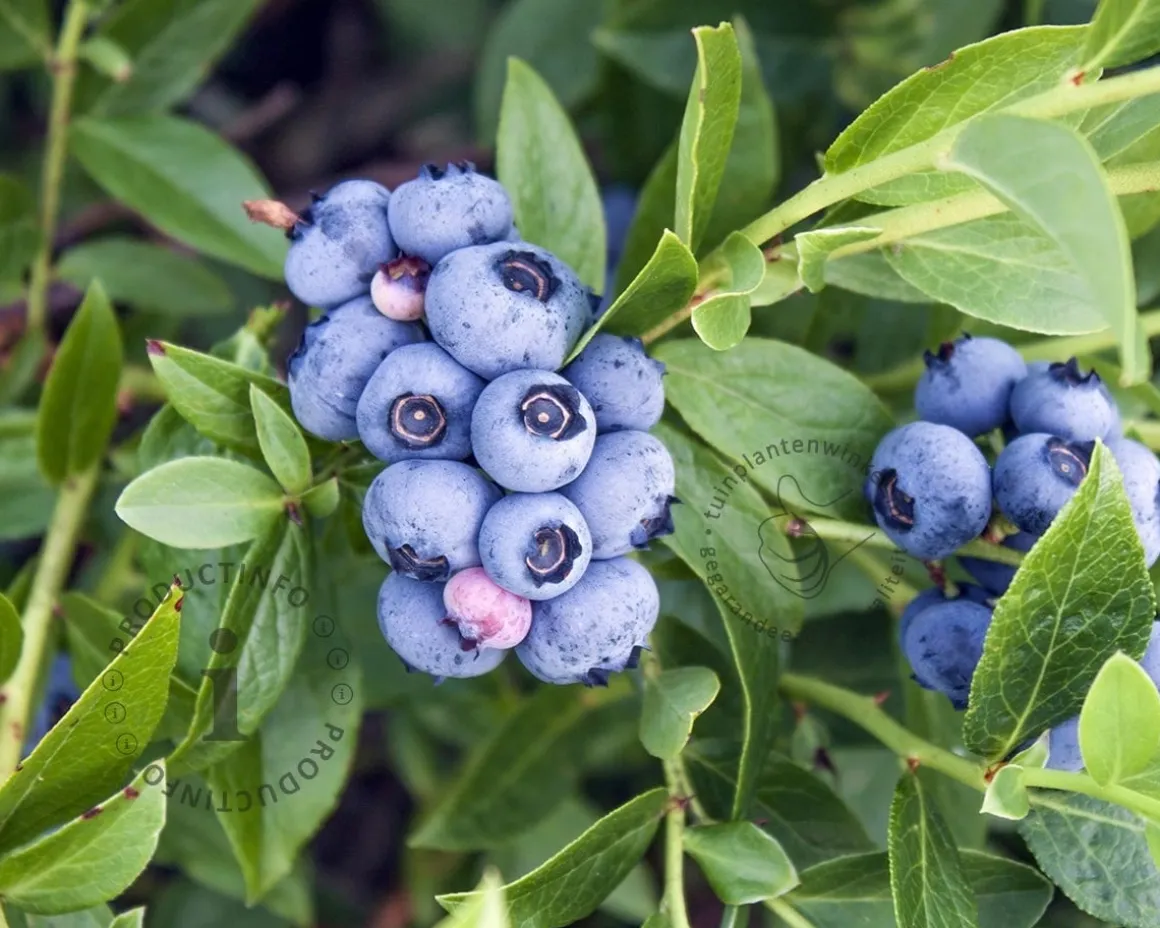 Vaccinium corymbosum 'Bluejay'