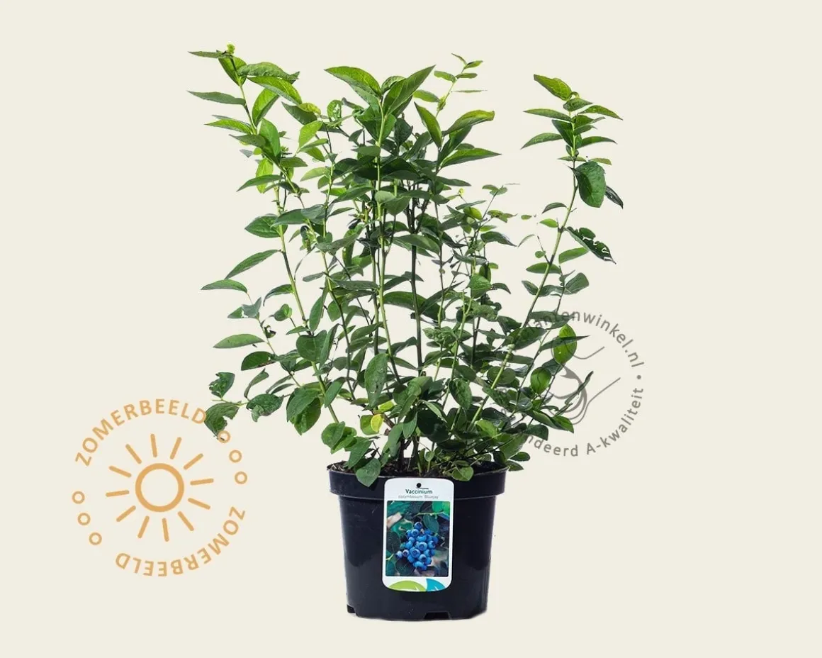 Vaccinium corymbosum 'Bluejay'