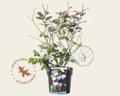 Vaccinium corymbosum 'Blue Suede'