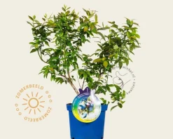 Vaccinium corymbosum 'Bluetta'