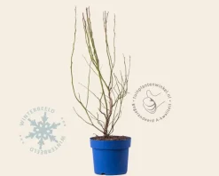 Vaccinium corymbosum 'Bluetta'