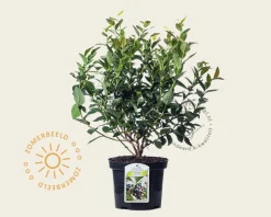 Vaccinium corymbosum 'Brigitta Blue'