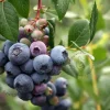 Vaccinium corymbosum 'Brigitta Blue'