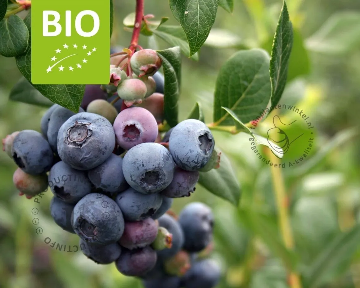 Vaccinium corymbosum 'Brigitta Blue' - BIO