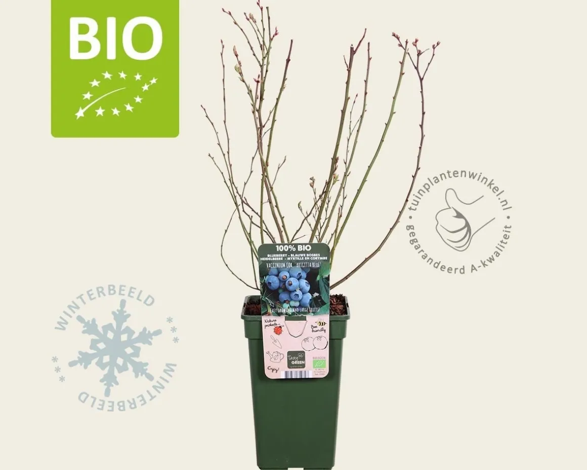 Vaccinium corymbosum 'Brigitta Blue' - BIO