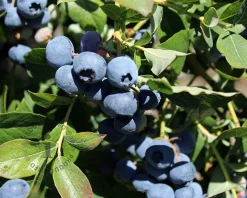 Vaccinium corymbosum 'Duke'
