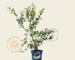 Vaccinium corymbosum 'Earliblue'