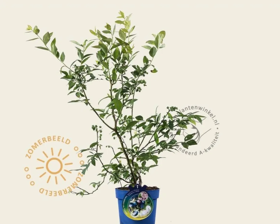 Vaccinium corymbosum 'Earliblue'
