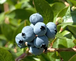 Vaccinium corymbosum 'Earliblue'