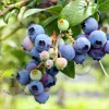 Vaccinium corymbosum 'Goldtraube' - XL
