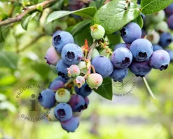 Vaccinium corymbosum 'Goldtraube' - XL