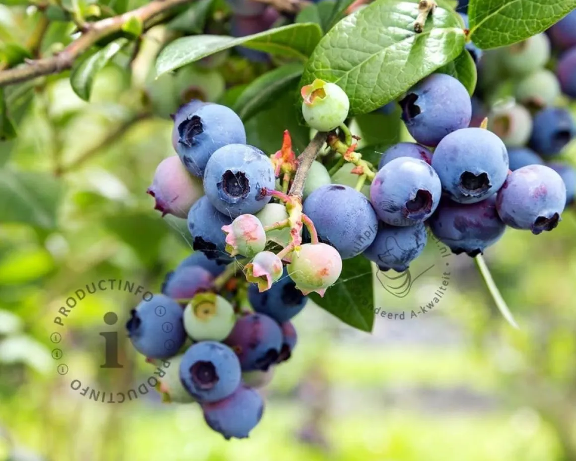 Vaccinium corymbosum 'Goldtraube' - XL