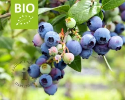 Vaccinium corymbosum 'Goldtraube 71' - BIO