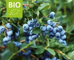 Vaccinium corymbosum 'Little Blue Wonder' - BIO