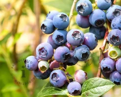 Vaccinium corymbosum 'Northland'