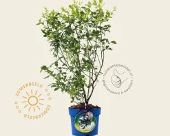 Vaccinium corymbosum 'Northland'
