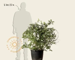 Vaccinium corymbosum - oud struikmodel