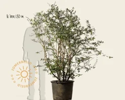 Vaccinium corymbosum - oud struikmodel