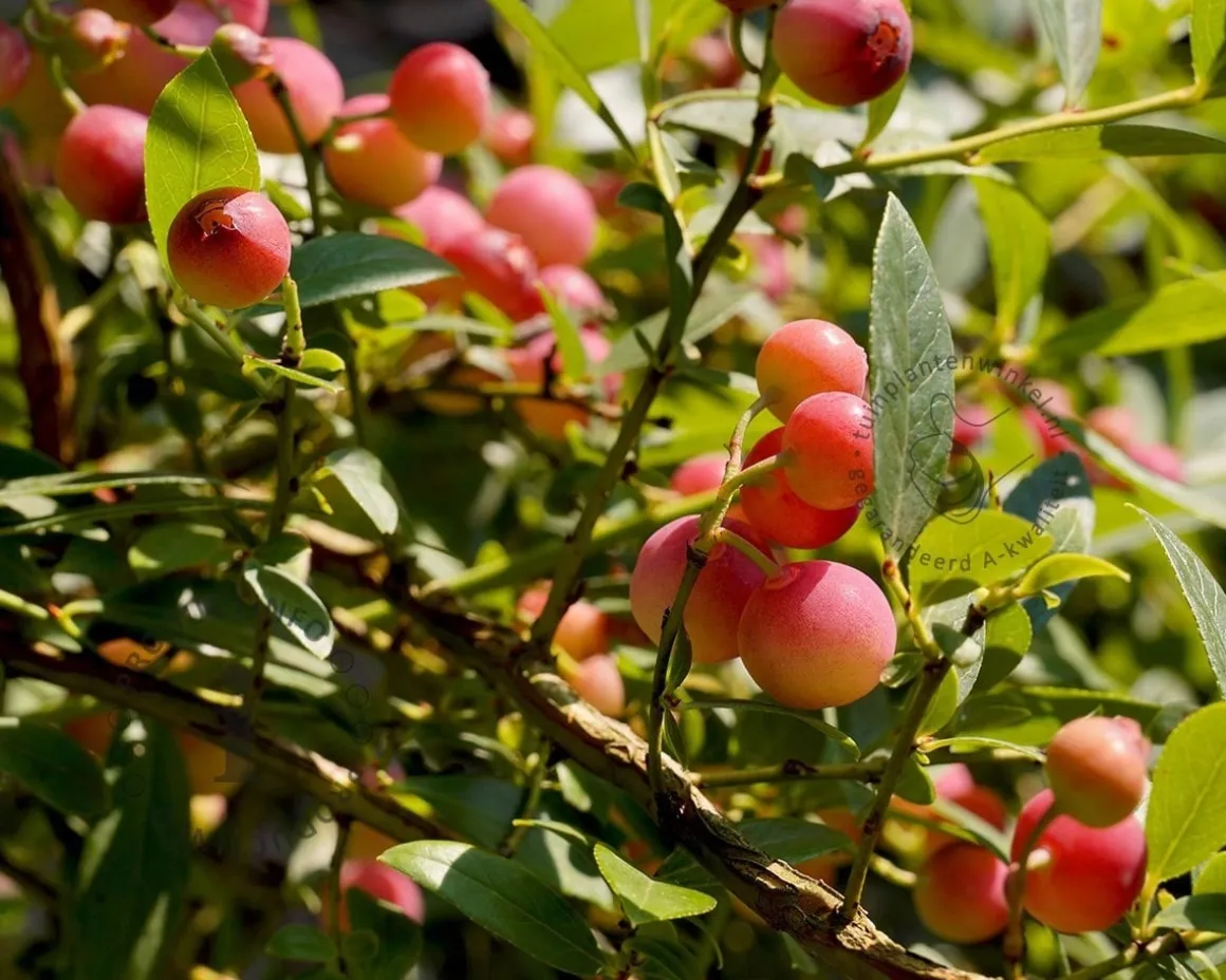 Vaccinium corymbosum 'Pink Lemonade'