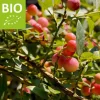 Vaccinium corymbosum 'Pink Lemonade' - BIO