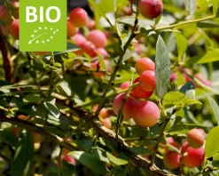 Vaccinium corymbosum 'Pink Lemonade' - BIO