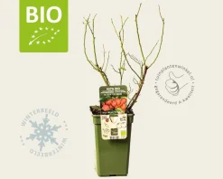 Vaccinium corymbosum 'Pink Lemonade' - BIO
