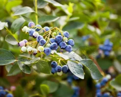 Vaccinium corymbosum - XL
