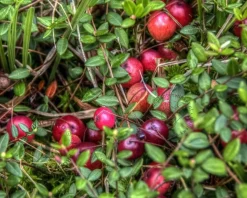 Vaccinium macrocarpon 'Pilgrim' - Cranberry